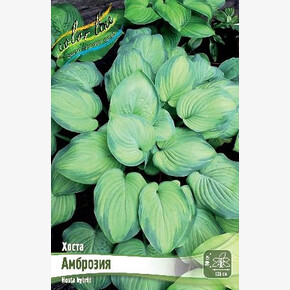 ХОСТА АМБРОЗИЯ