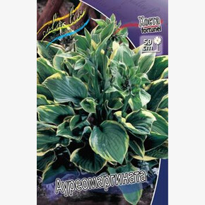 ХОСТА АУРЕОМАРГИНАТА