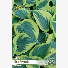 ХОСТА БЕН ВЕРНОЙ