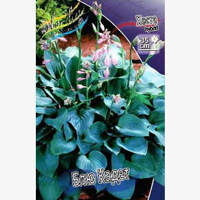 ХОСТА БЛЮ КАДЕТ