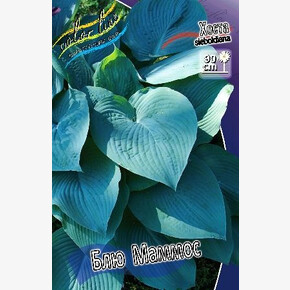 ХОСТА БЛЮ МАММОС