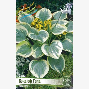 ХОСТА БЭНД ОФ ГОЛД