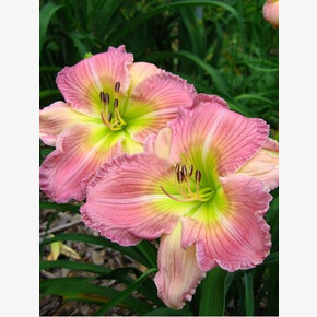 ХОСТА ВИГГЛЗ ЭНД СКВИГГЛЗ