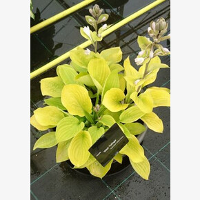 ХОСТА ГЛЭД ТИДИНГС