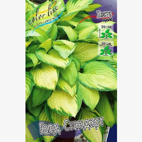 ХОСТА ГОЛД СТАНДАРТ