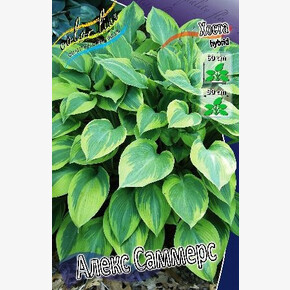 ХОСТА ГОЛДЕН СПЕАР