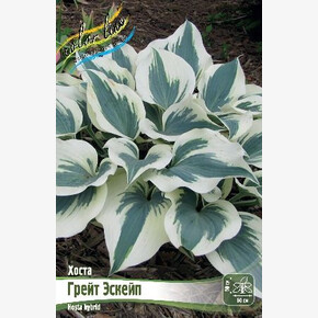 ХОСТА ГРЕЙТ ЭСКЕЙП