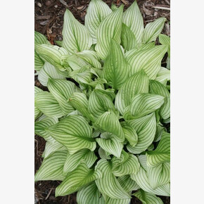 ХОСТА ЗЕБРА СТРАЙПС