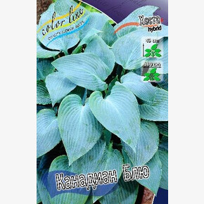 ХОСТА КАНАДИАН БЛЮ