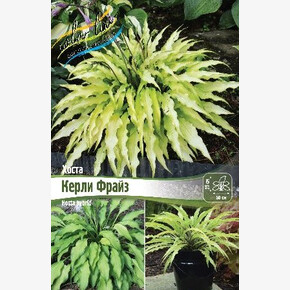 ХОСТА КЕРЛИ ФРАЙЗ