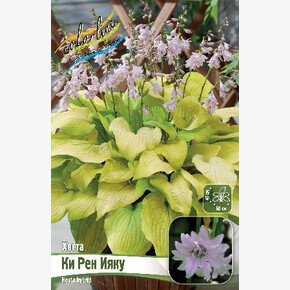 ХОСТА КИ РЕН ИЯКУ