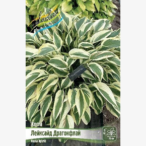 ХОСТА ЛЕЙКСАЙД ДРАГОНФЛАЙ