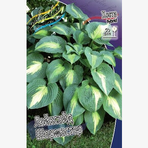 ХОСТА ЛЕЙКСАЙД ПЕЙСЛИ ПРИНТ