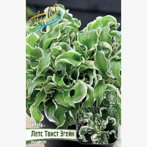 ХОСТА ЛЕТС ТВИСТ АГЕЙН