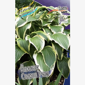 ХОСТА ЛИТТЛ ТРЕЖЕ