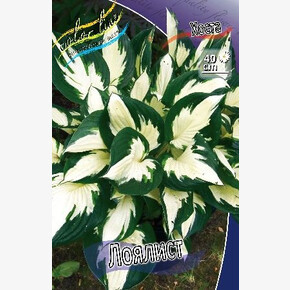 ХОСТА ЛОЯЛИСТ