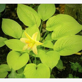 ХОСТА МИРАКЛ ЛЕМОНИ