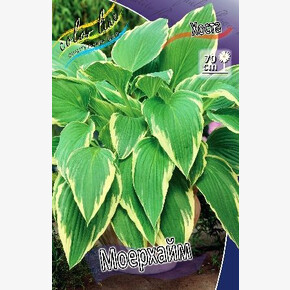 ХОСТА МОЕРХЕЙМ