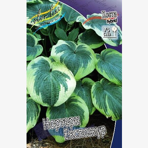 ХОСТА НОРТЕРН ЕКСПОЖУР