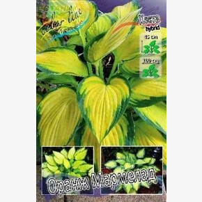 ХОСТА ОРАНЖ МАРМЕЛАД