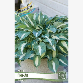 ХОСТА ПИН-АП