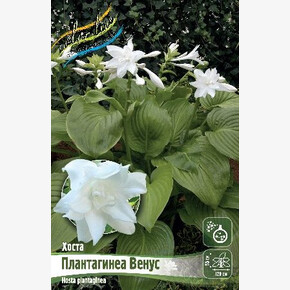 ХОСТА ПЛАНТАГИНЕА ВЕНУС