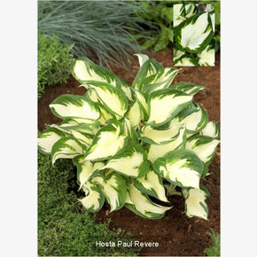 ХОСТА ПОЛЬ РЕВЕР