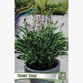 ХОСТА ПРЭИНГ ХЭНДС