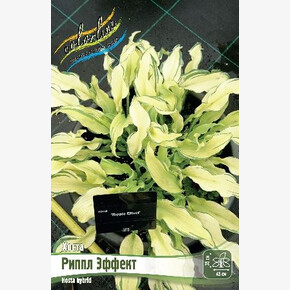 ХОСТА РИППЛ ЭФФЕКТ