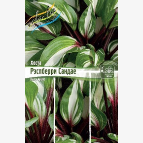 ХОСТА РЭСПБЕРРИ САНДАЕ