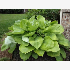 ХОСТА САМ ЭНД САБСТЕНС