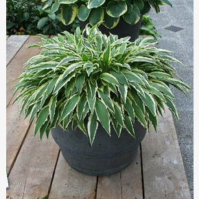 ХОСТА СТИЛЕТТО