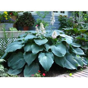 ХОСТА ТИ РЕКС