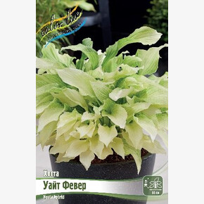 ХОСТА УАЙТ ФЕВЕР