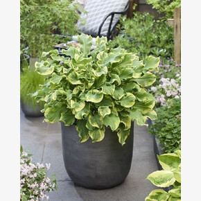 ХОСТА УИИИ!