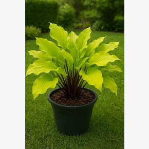 ХОСТА ФАНКИ МАНКИ