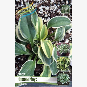 ХОСТА ФАННИ МАУС