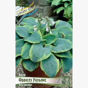 ХОСТА ФРАНСЕЗ УИЛЬЯМС