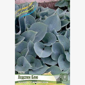 ХОСТА ХЕДСПЕН БЛЮ