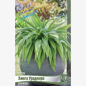 ХОСТА ХИЮГА УРАДЖИРО