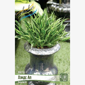 ХОСТА ХЭНДС АП