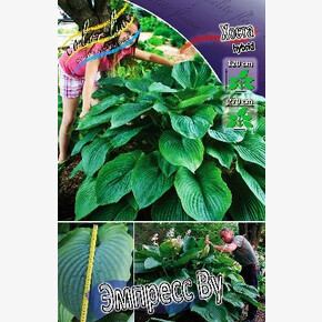 ХОСТА ЭМПРЕСС ВУ