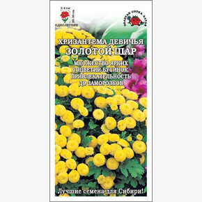 Хризантема Золотой шар /Сотка/