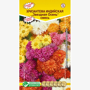 Хризантема индийская Звездная осень/ Евросемена