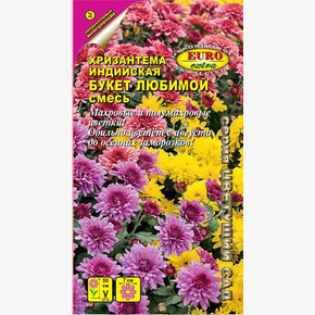 Хризантема Индийский Букет/ Аэлита