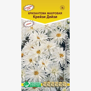 Хризантема Крейзи Дейзи/ Евросемена