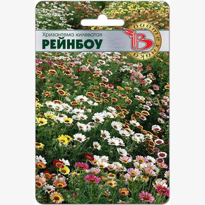 Хризантема Рейнбоу / Биотехника