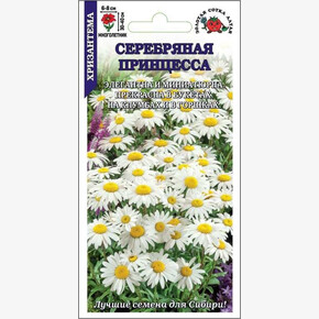Хризантема Серебряная Принцесса /Сотка/ многол.