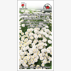 Хризантема Снежный шар /Сотка/