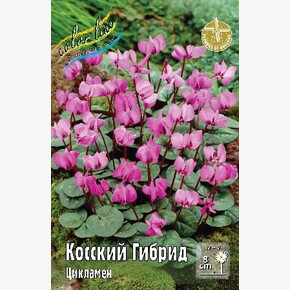 ЦИКЛАМЕН КОССКИЙ, ГИБРИД